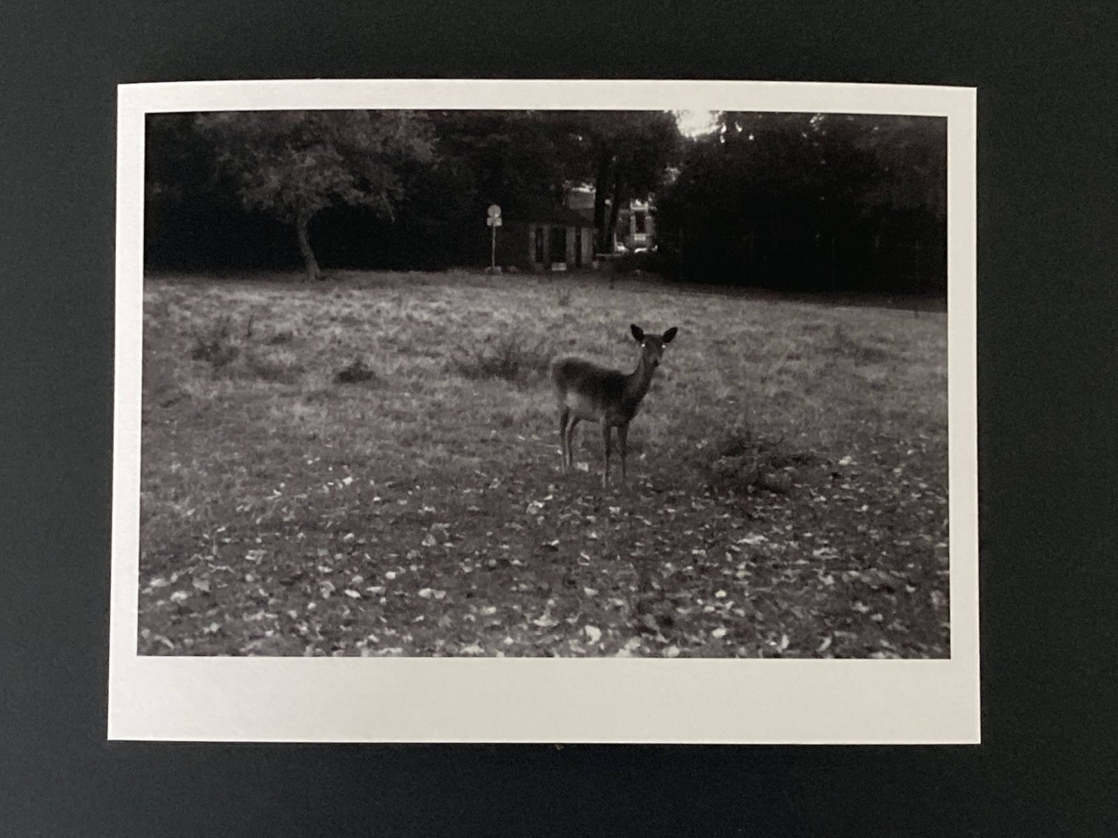 Print for sale 
