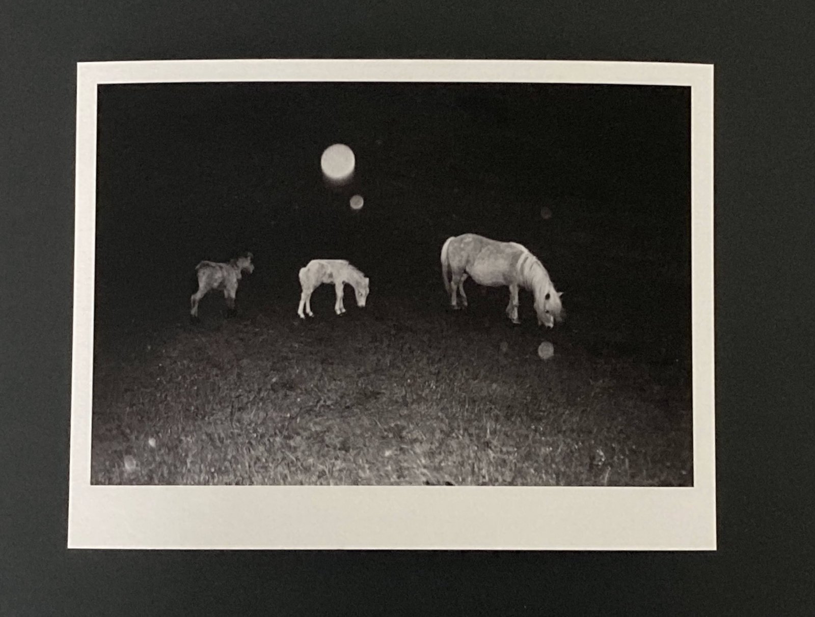 Print for sale 