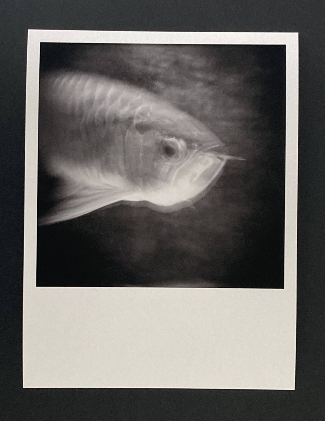 Print for sale 
