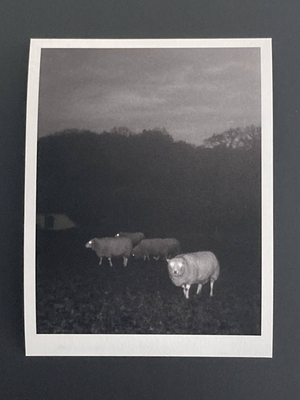 Print for sale 