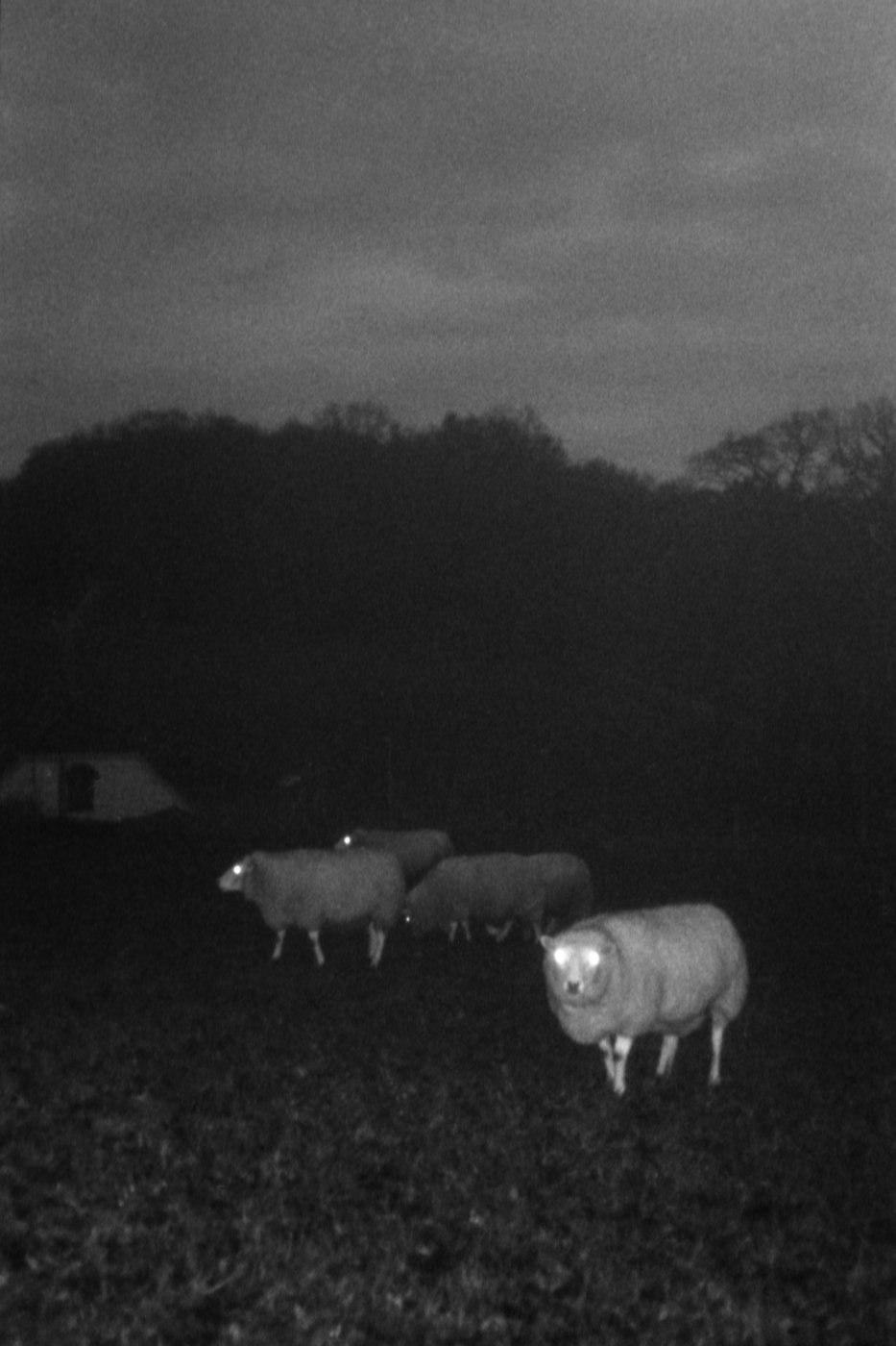 200407-Sil-NL01