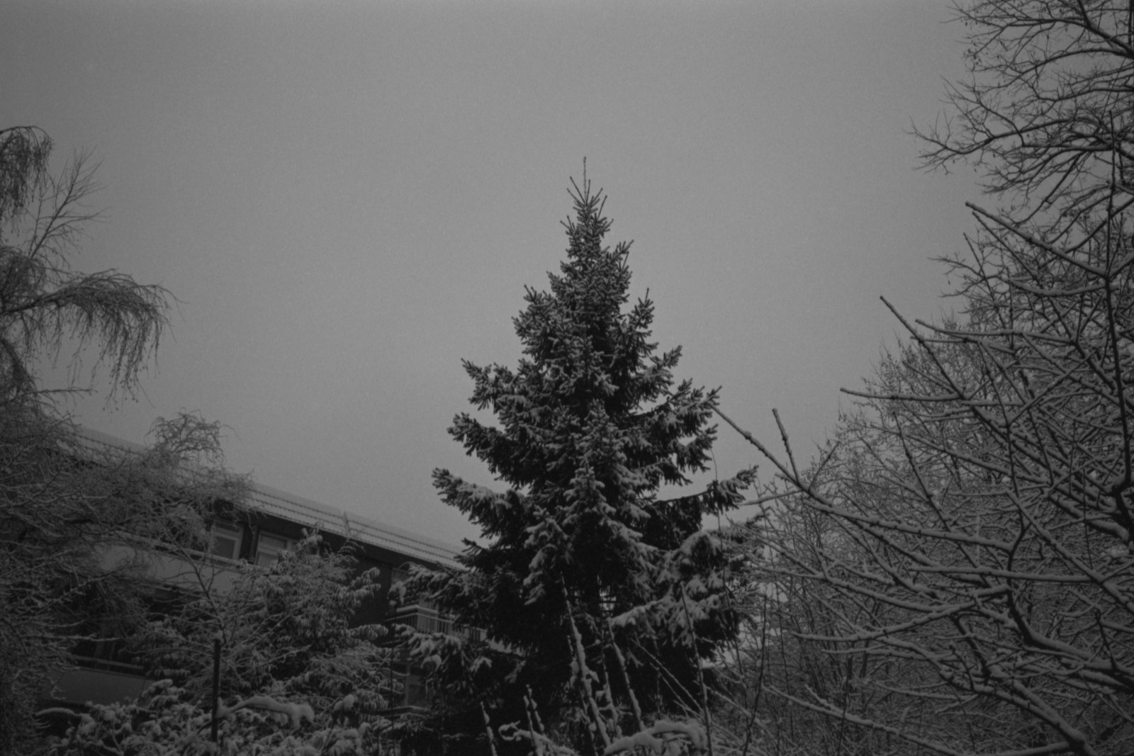 Conifer