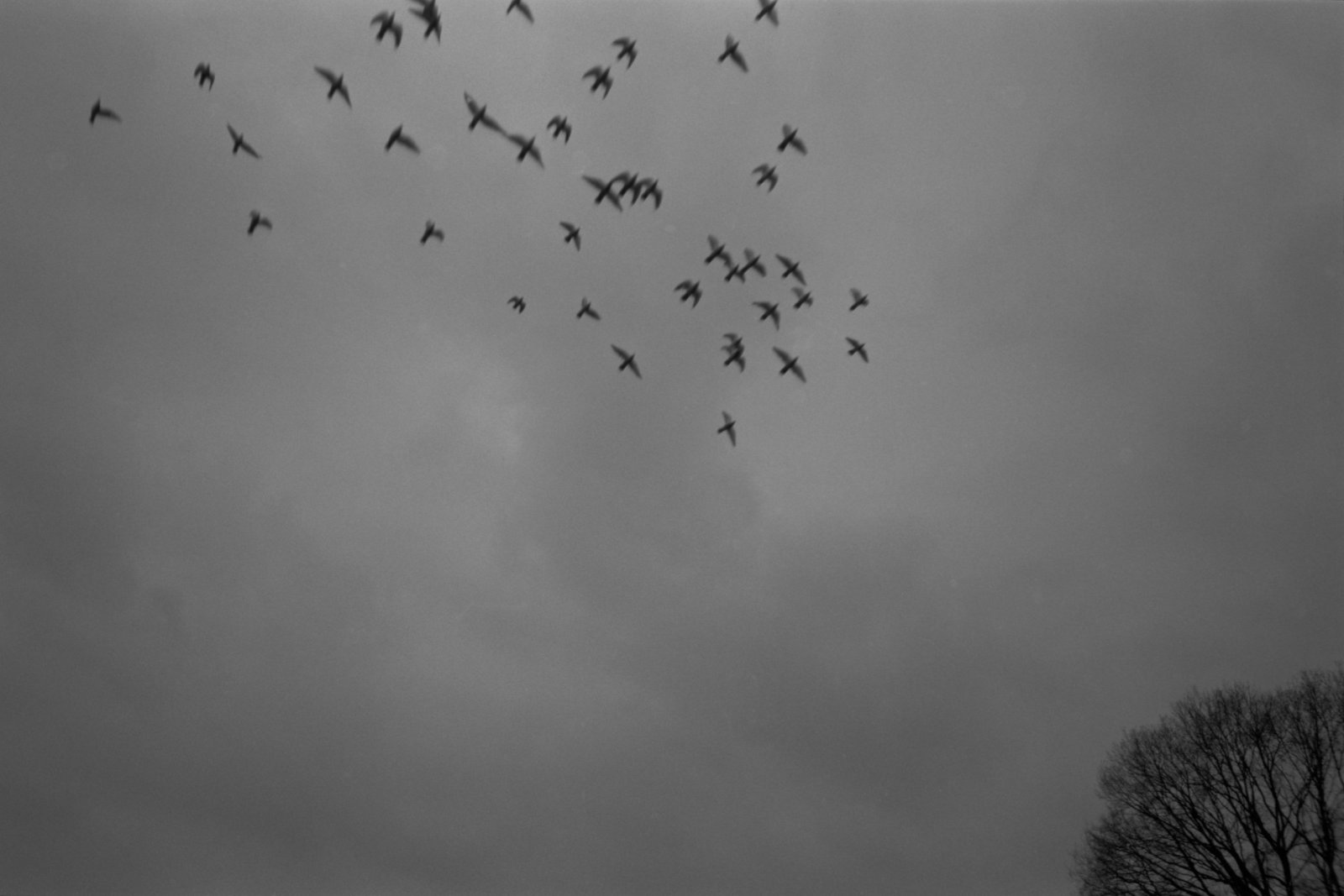 Doves