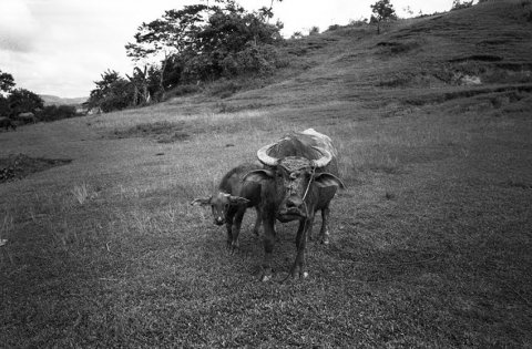 Stateless: War displaced Filipino Japanese